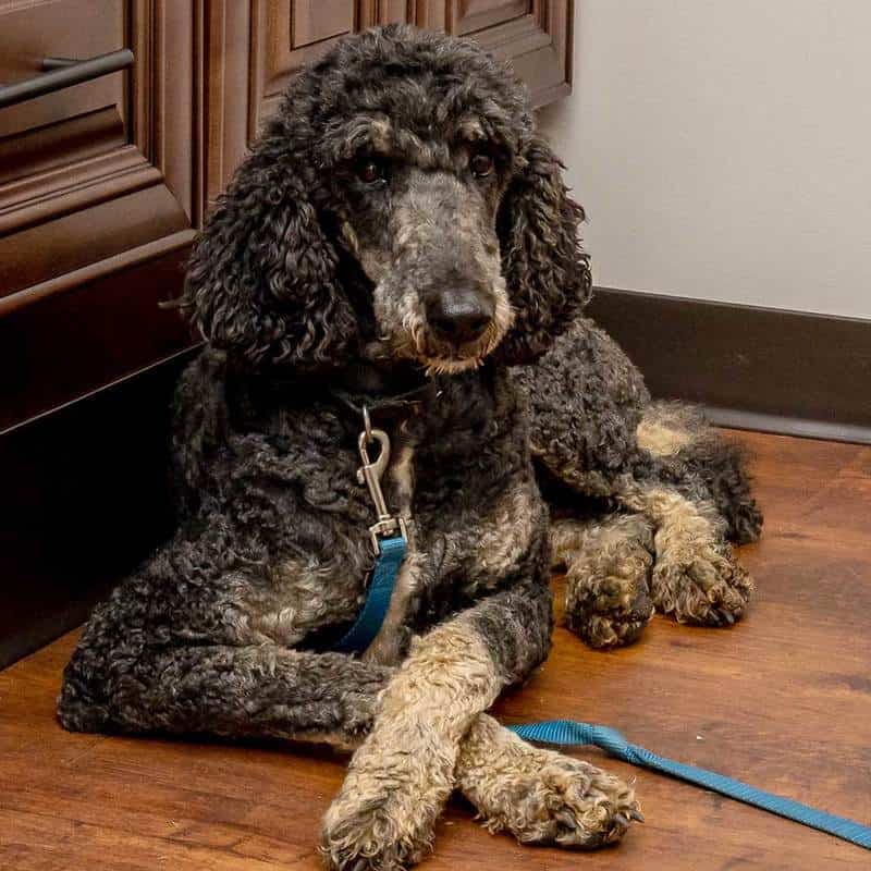 Dog laying on ground Dog laying on ground